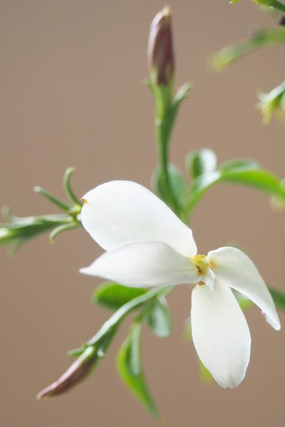 Jasmin de Grasse