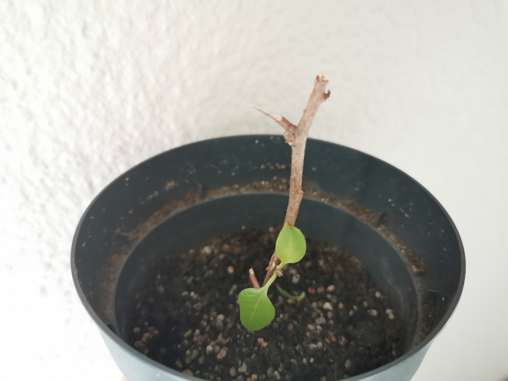 Bouture de bougainvillier avec bouteille