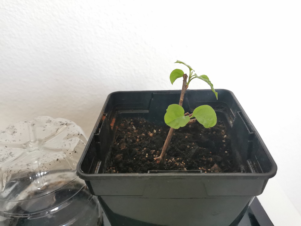 Bouture à l'étouffée de bougainvillier