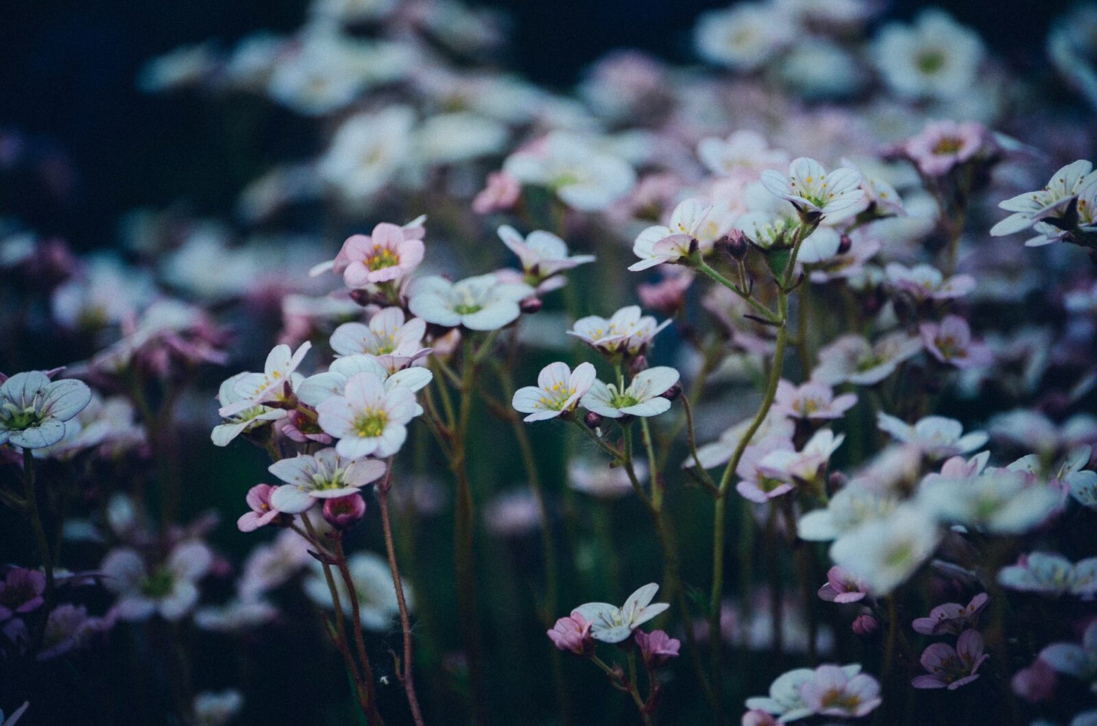 Fleurs hiver