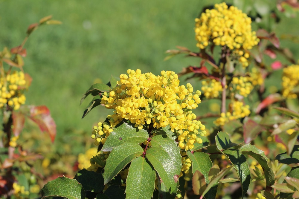 Mahonia