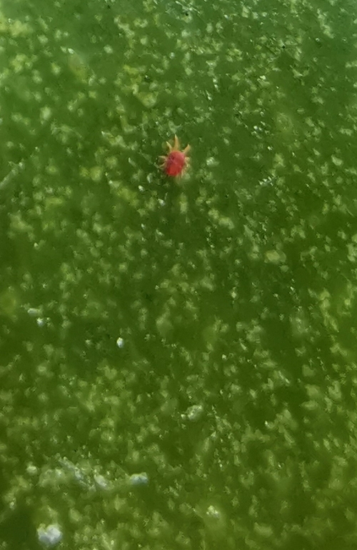 Araignée rouge sur une plante