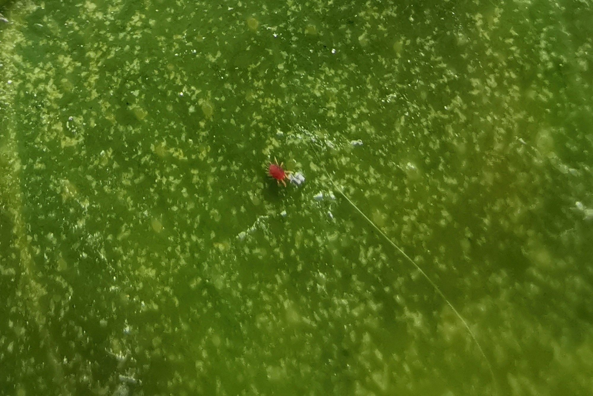 Acariens plantes : comment se débarrasser des araignées rouges ?