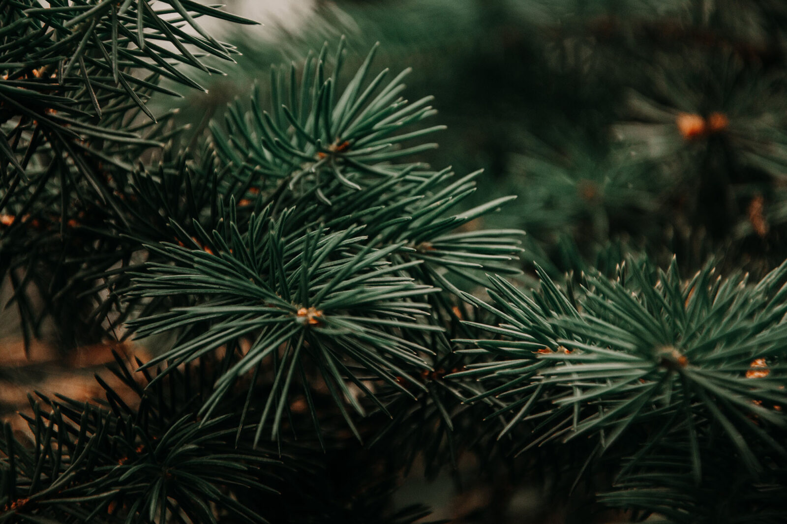 sapin qui perd ses aiguilles